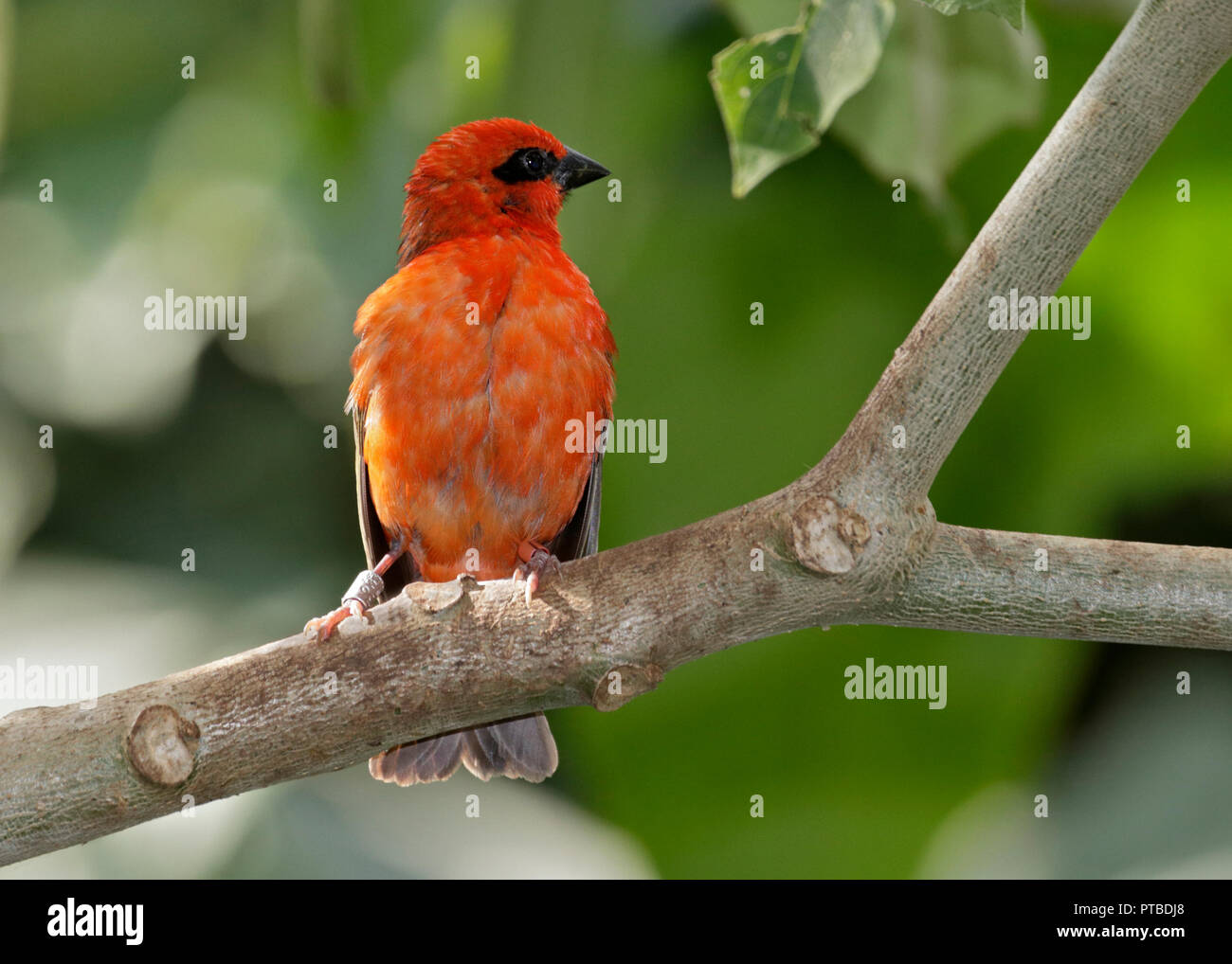Madagascar Fody (foudia madagascariensis) male Stock Photo Alamy