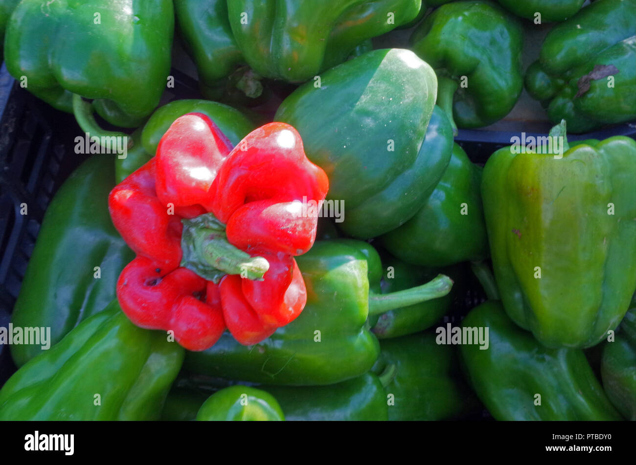 Green pepper vegetable food hi-res stock photography and images - Alamy