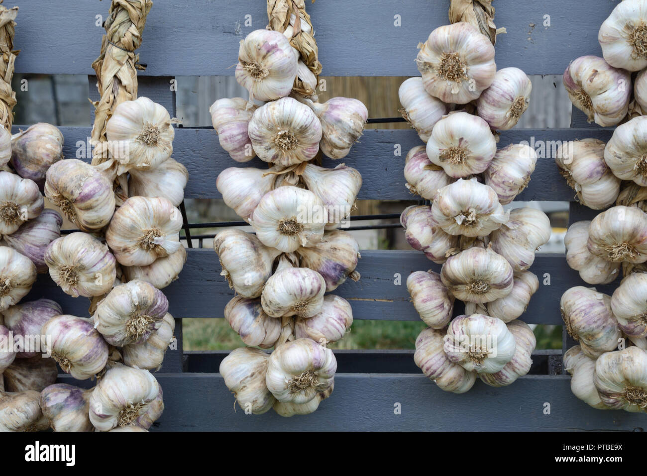 Strings of Garlic or Cloves of Garlic, Allium sativum, on Display on a