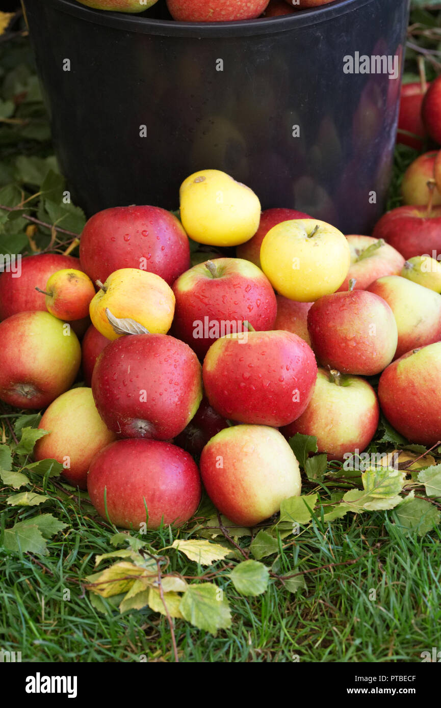 Malus domestica. Harvested apples. Stock Photo