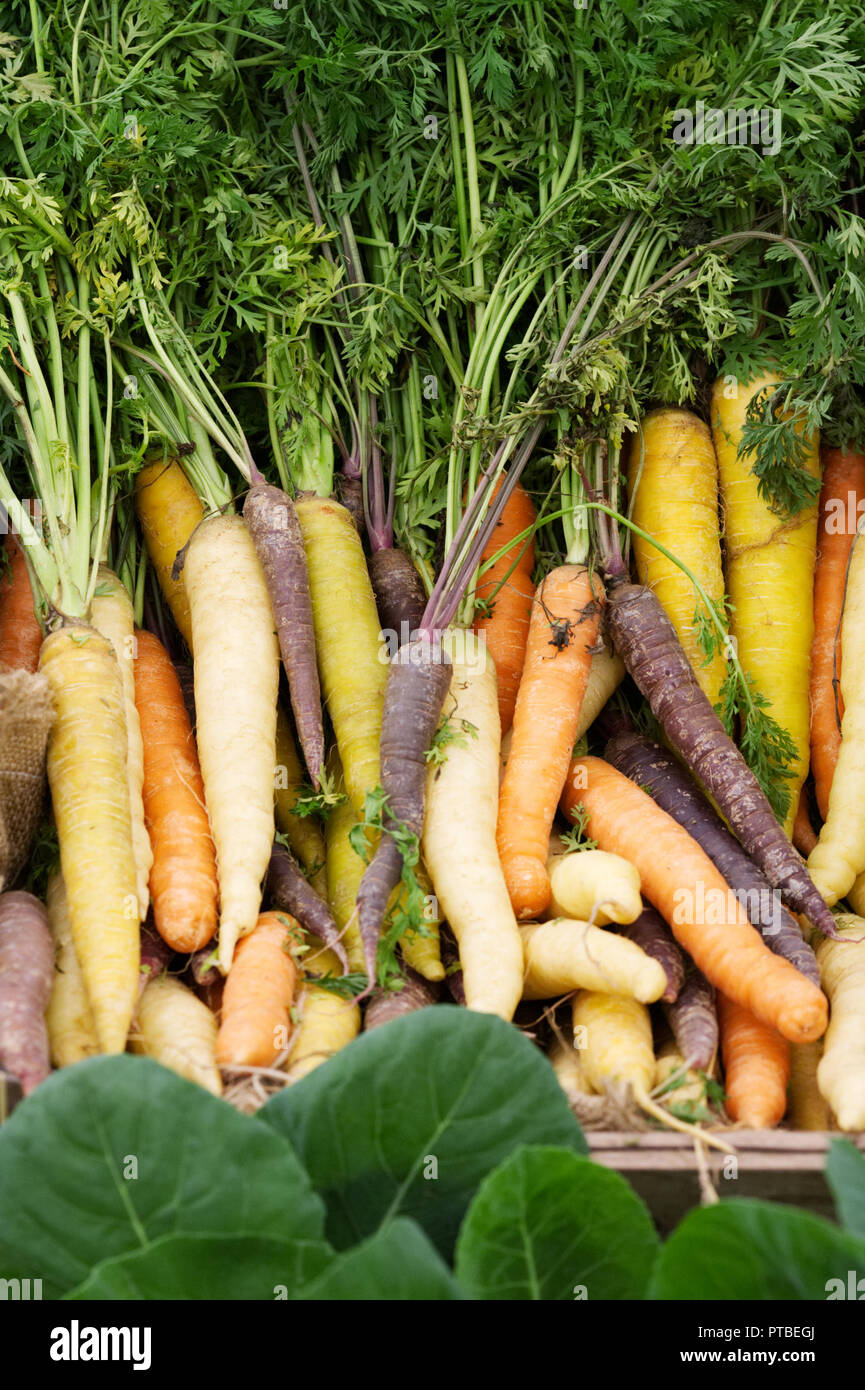 Daucus carota subsp. sativus. Heritage carrots at the RHS Malvern Autumn Show. Stock Photo