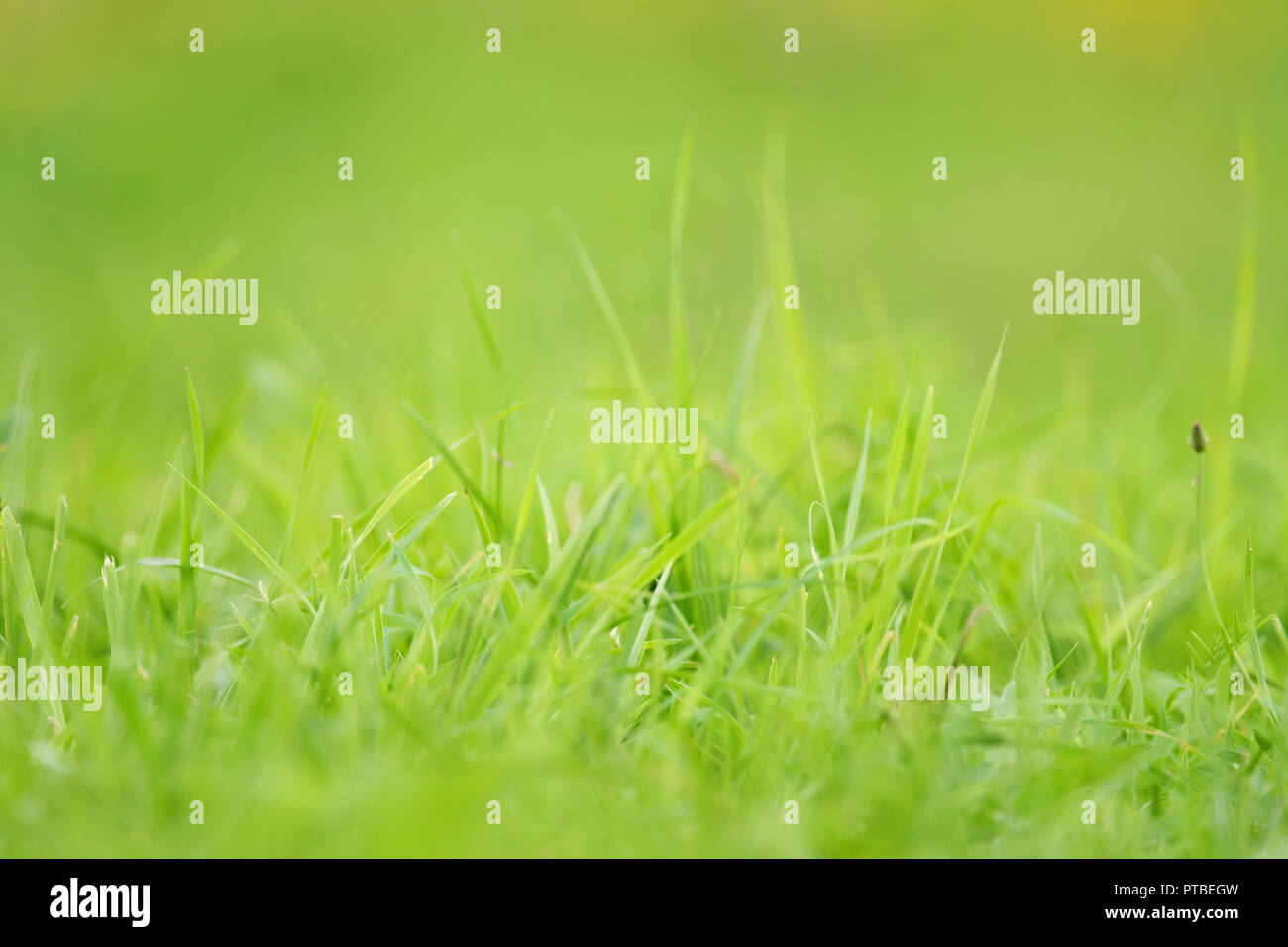 Green grass background Stock Photo - Alamy
