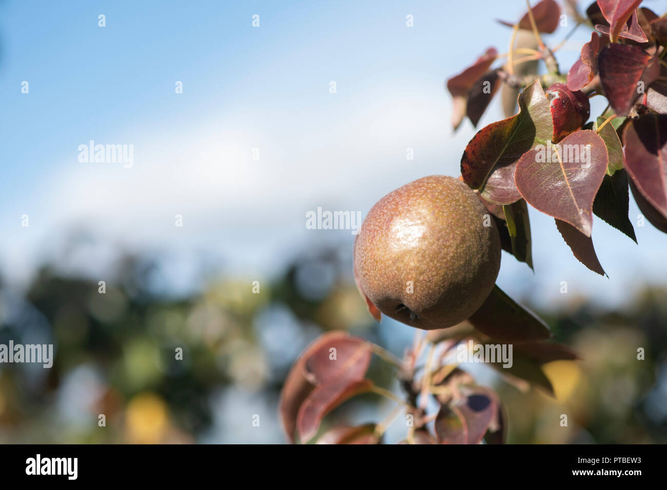 Pyrus communis. Black Worcester Pear tree with fruit in autumn. UK Stock Photo