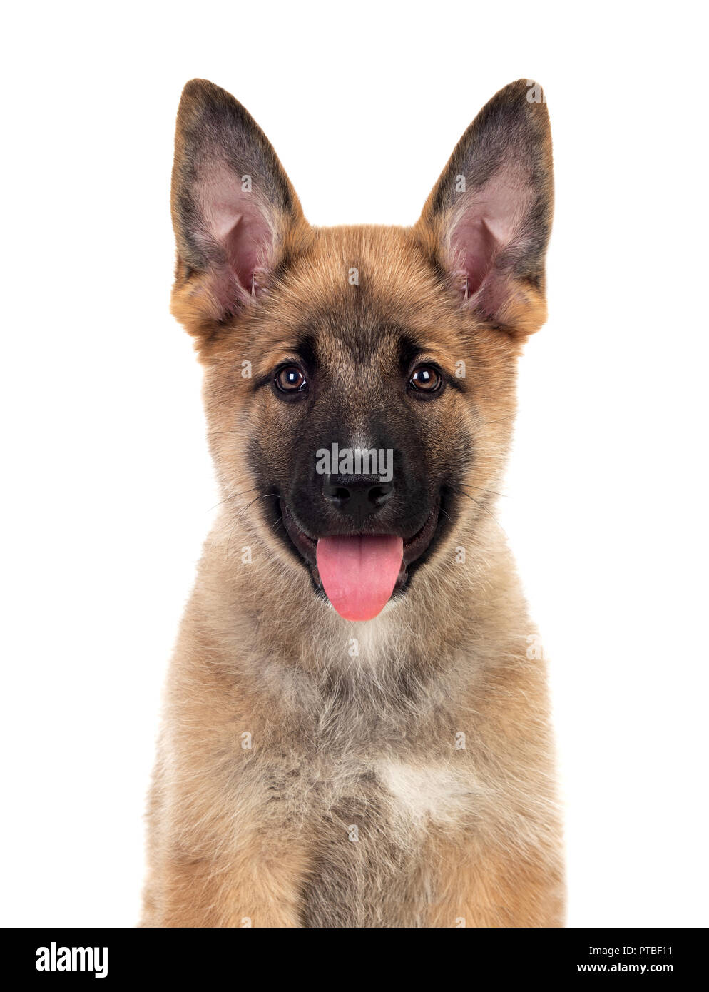 Young German Shepherd Dog Isolated On White Background Stock Photo Photo Inspiration