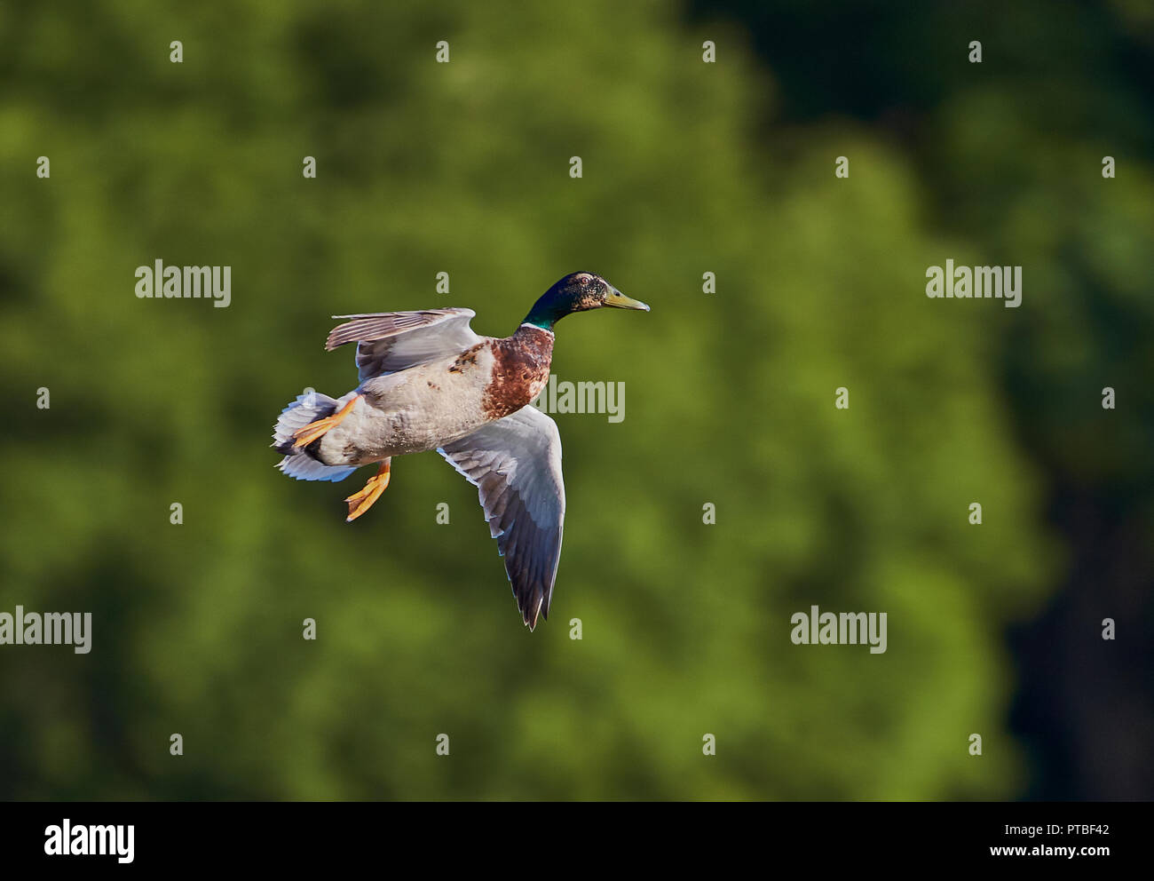 A single male Mallard Duck (Anas Playtrhynchos) flying with wings spread open preparing to land with green trees in the background Stock Photo