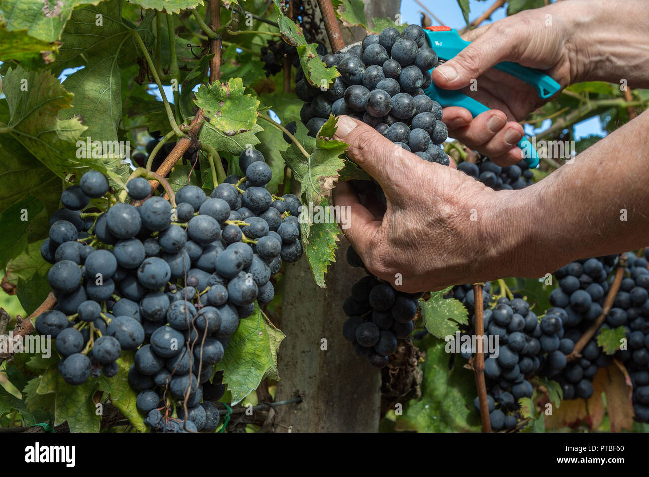 grape harvest in Abruzzo Stock Photo Alamy