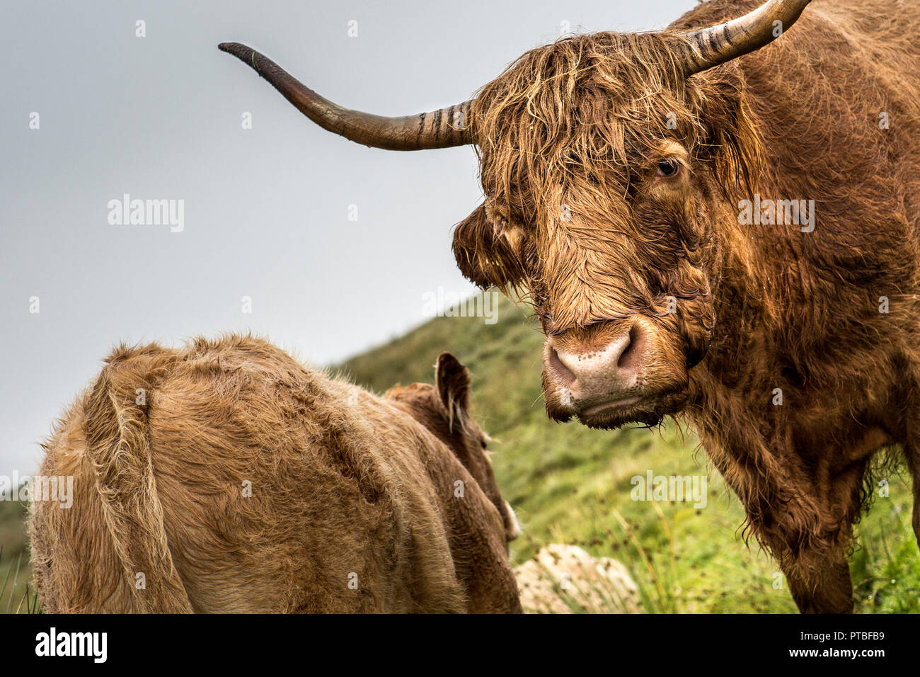 Close up of two Scottish highland cattle in the rain, Isle of Skye, Scotland, UK Stock Photo