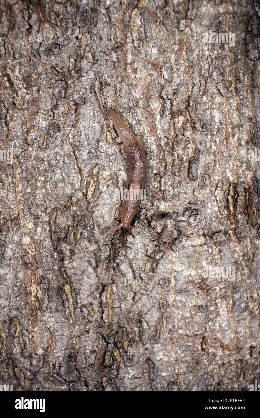 Slug texture hi-res stock photography and images - Alamy
