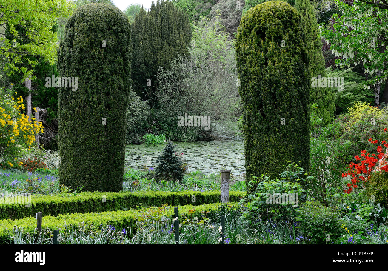 Taxus baccata Fastigiata,yew,pillars,pillar,clipped,topiary,garden feature,altamont gardens,corona north,carlow,RM Floral Stock Photo