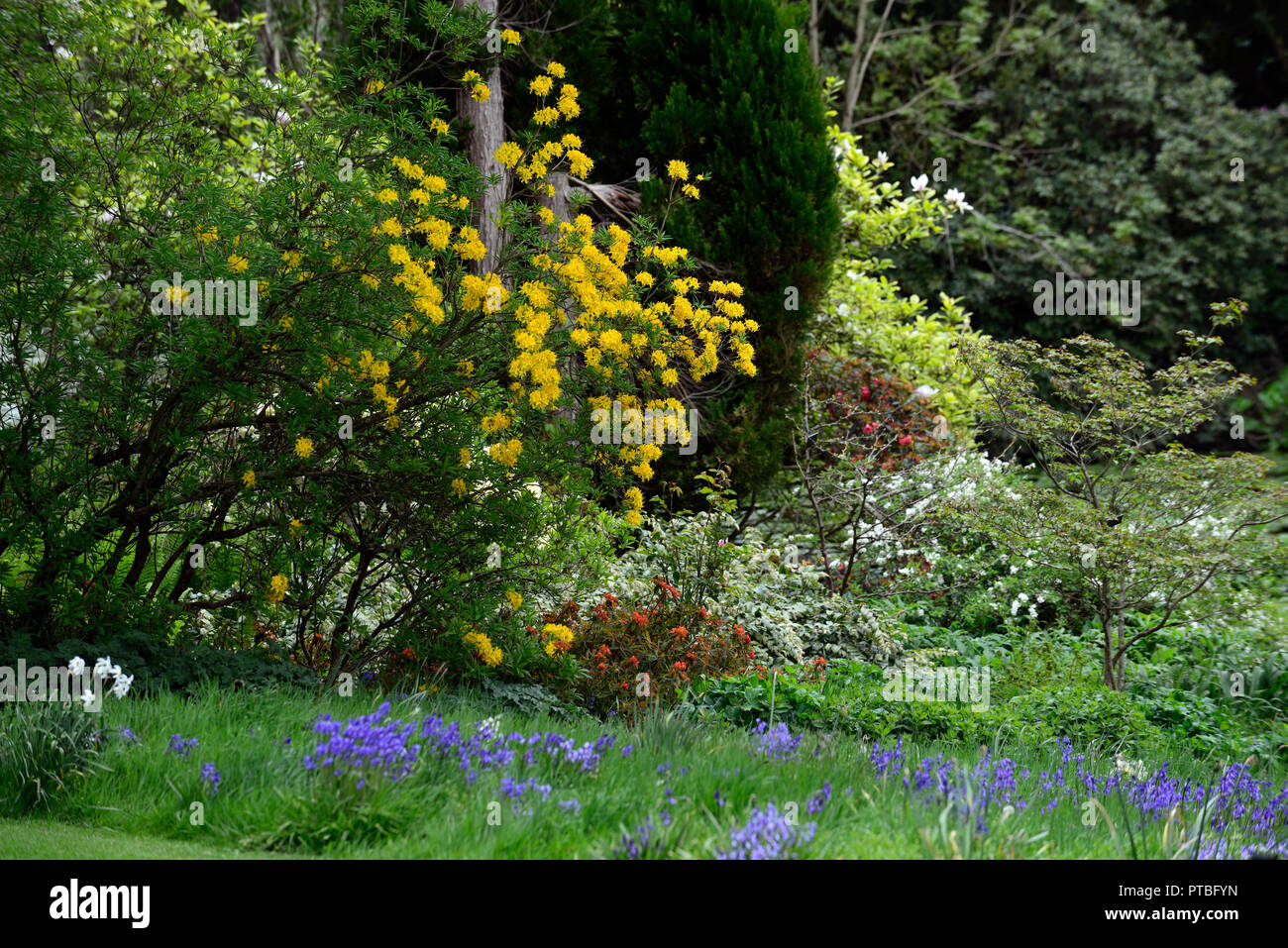 Rhododendron luteum,yellow azalea,honeysuckle azalea,wood,woodland,tree,shrub,shrubs,altamont gardens,corona north,carlow,RM Floral Stock Photo