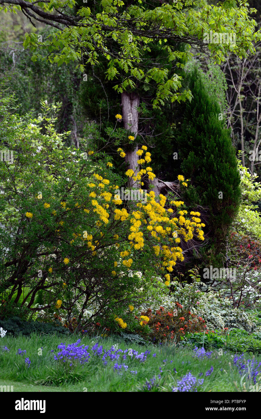 Rhododendron luteum,yellow azalea,honeysuckle azalea,wood,woodland,tree