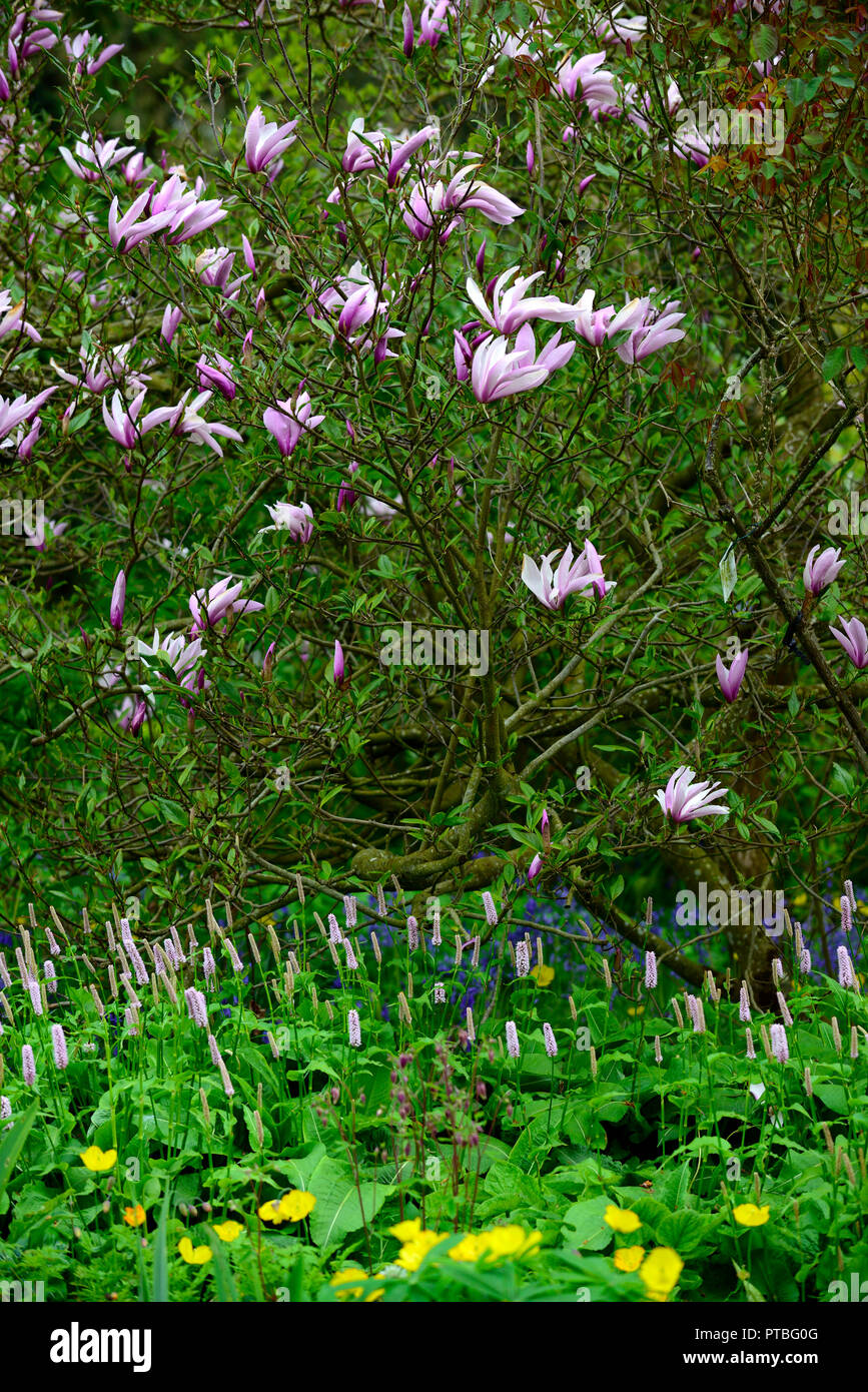Tree underplanted with spring flowers hi-res stock photography and ...