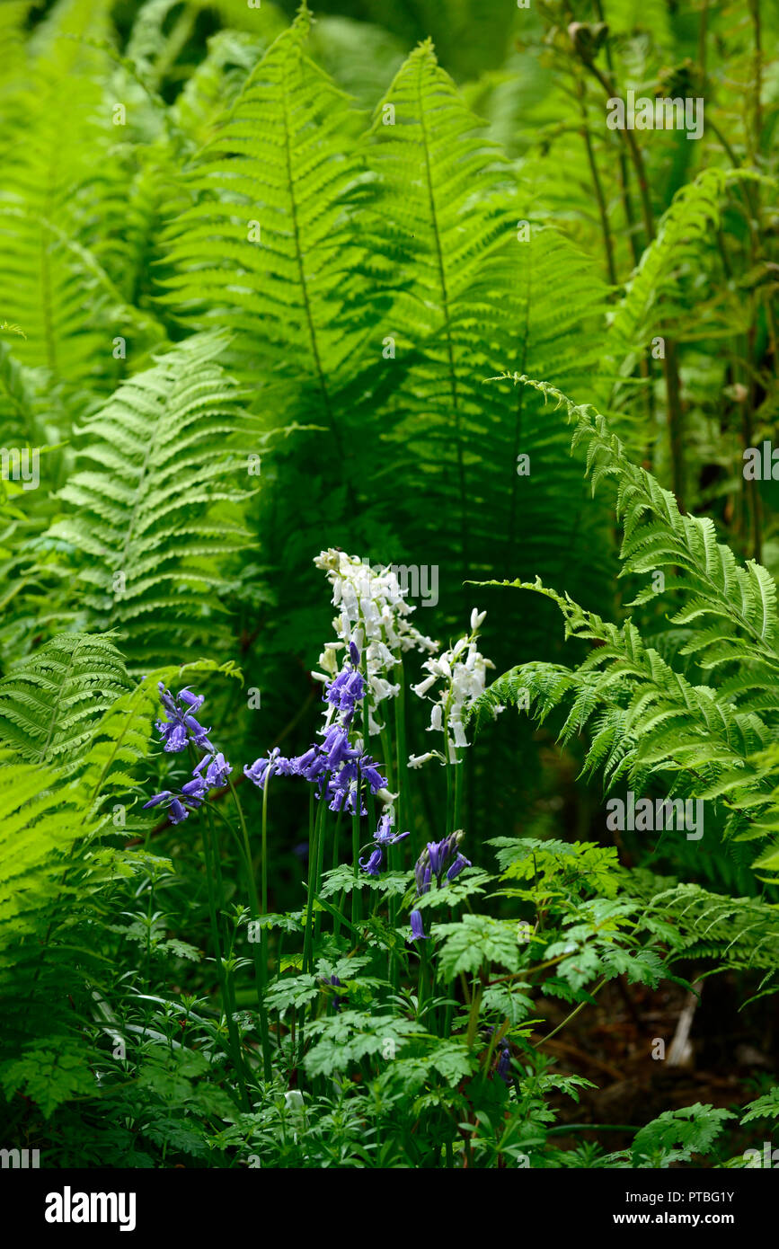 Matteuccia struthiopteris,Shuttlecock,ostrich fern,ferns,Hyacinthoides non-scripta,bluebell,blue,white,lime green,fronds,dimorphic,sterile,shade,shady Stock Photo