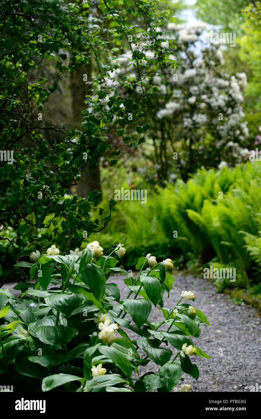 maianthemum racemosum,American spikenard, false spikenard, white, flowers,racemes, panicles, wood, woodland, shade, shady, shaded, garden, RM Floral Stock Photo