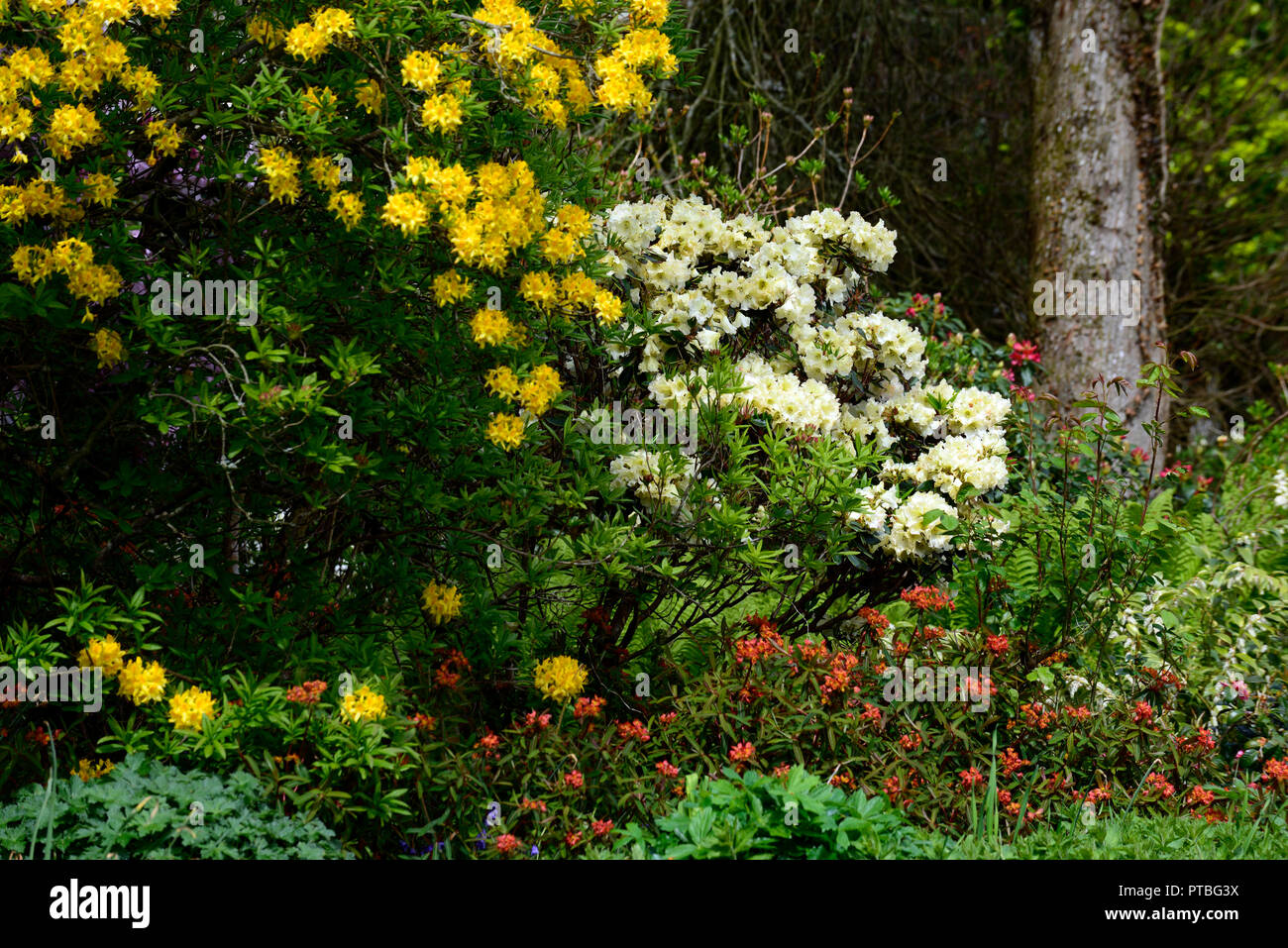 Rhododendron luteum,yellow azalea,honeysuckle azalea,wood,woodland,tree
