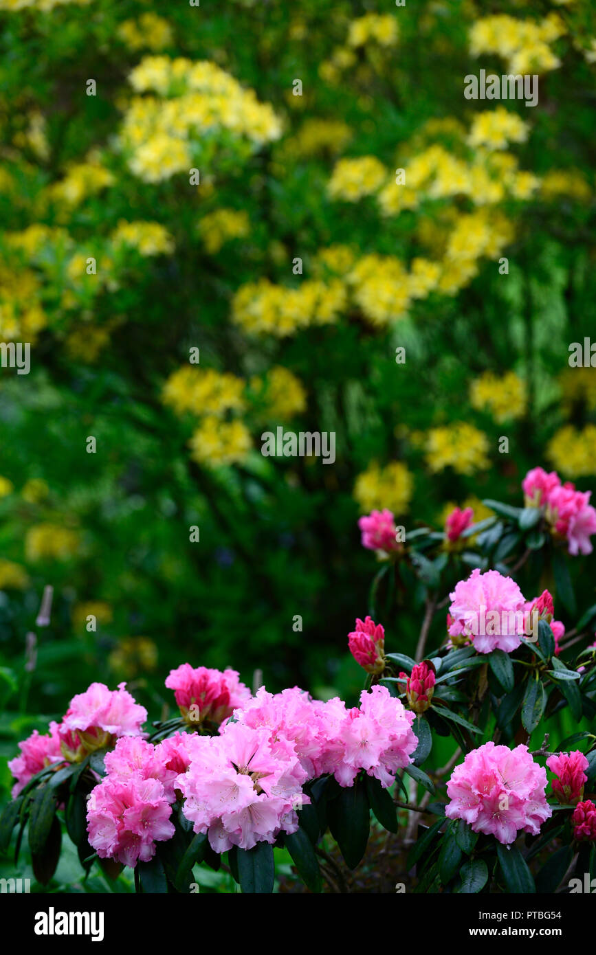 rhododendron andre,pink,flower,flowers,flowering,tree,trees,shrubs,shrub,RM Floral Stock Photo