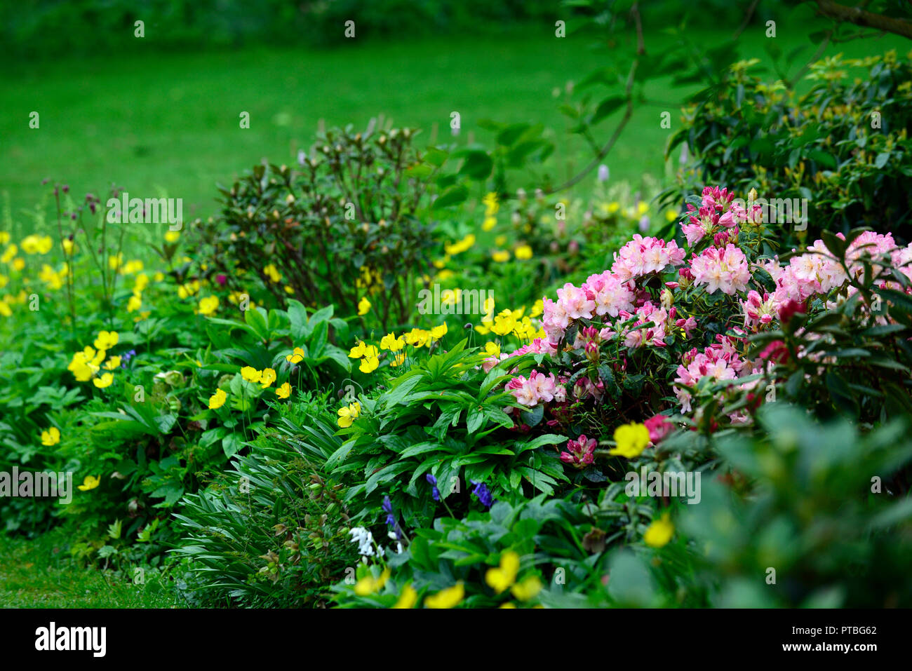 rhododendron percy wiseman,white,pink,flowers,flower,flowering,spring,tree,trees,shrub,shrubs,RM Floral Stock Photo