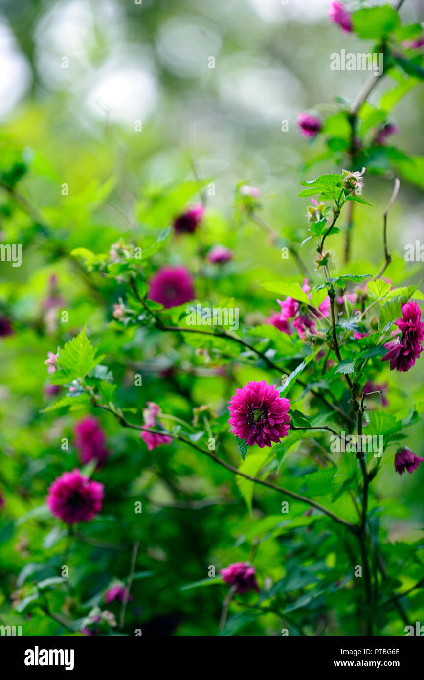 rubus spectabilis olympic double,flore pleno,salmonberry,purple-pink,flower,flowers,flowering,thicket forming,shrubs,shrub,spring,flower,flowers,flowe Stock Photo