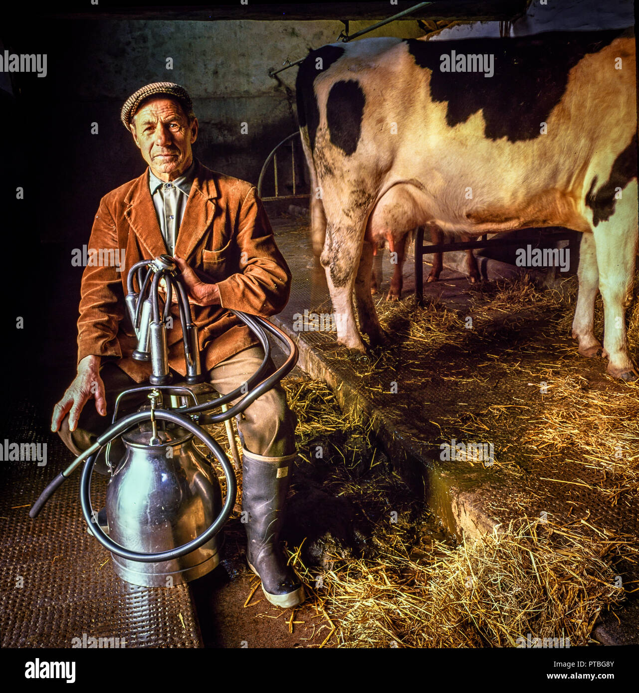Brecon Beacons,Wales, Uk, November 2,1988: An elderly farmer poses with his milking machine with cows about to be milked in early morning sun. Stock Photo