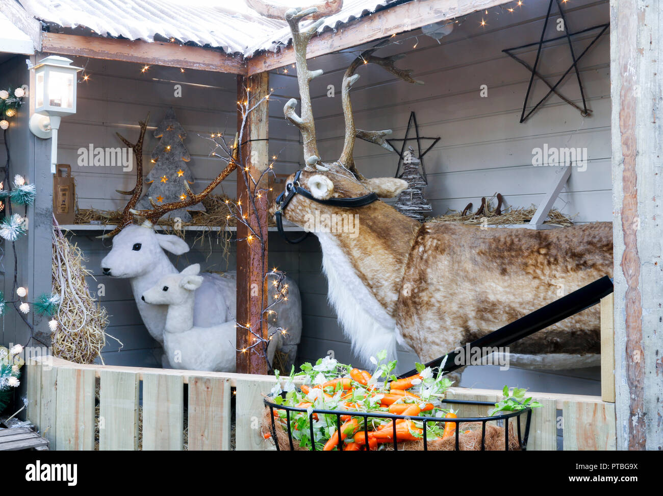 Festive reindeer display inside shop at Christmas Stock Photo