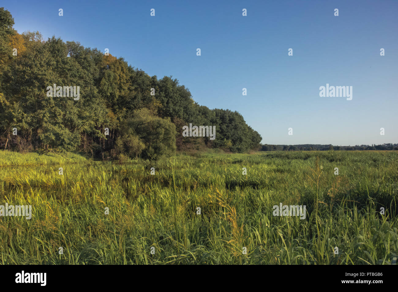 Summer countryside lush green wetland forest landscape at sunrise Stock Photo