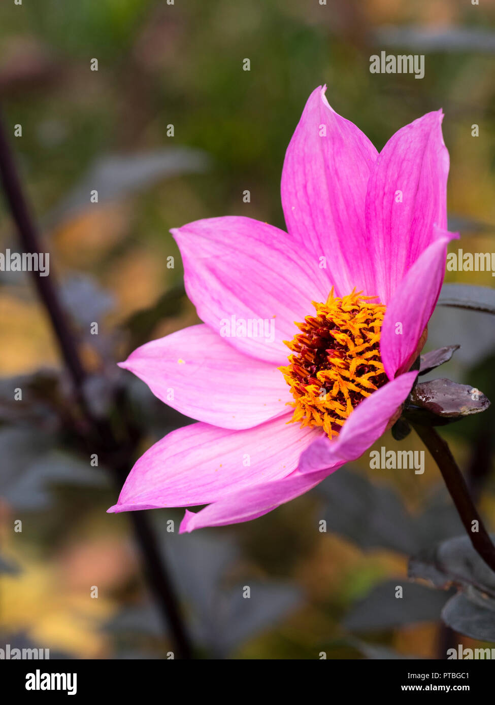 Yellow centred, rich magenta flower of the dark leaved half hardy summer bedding plant, Dahlia 'Magenta Star' Stock Photo