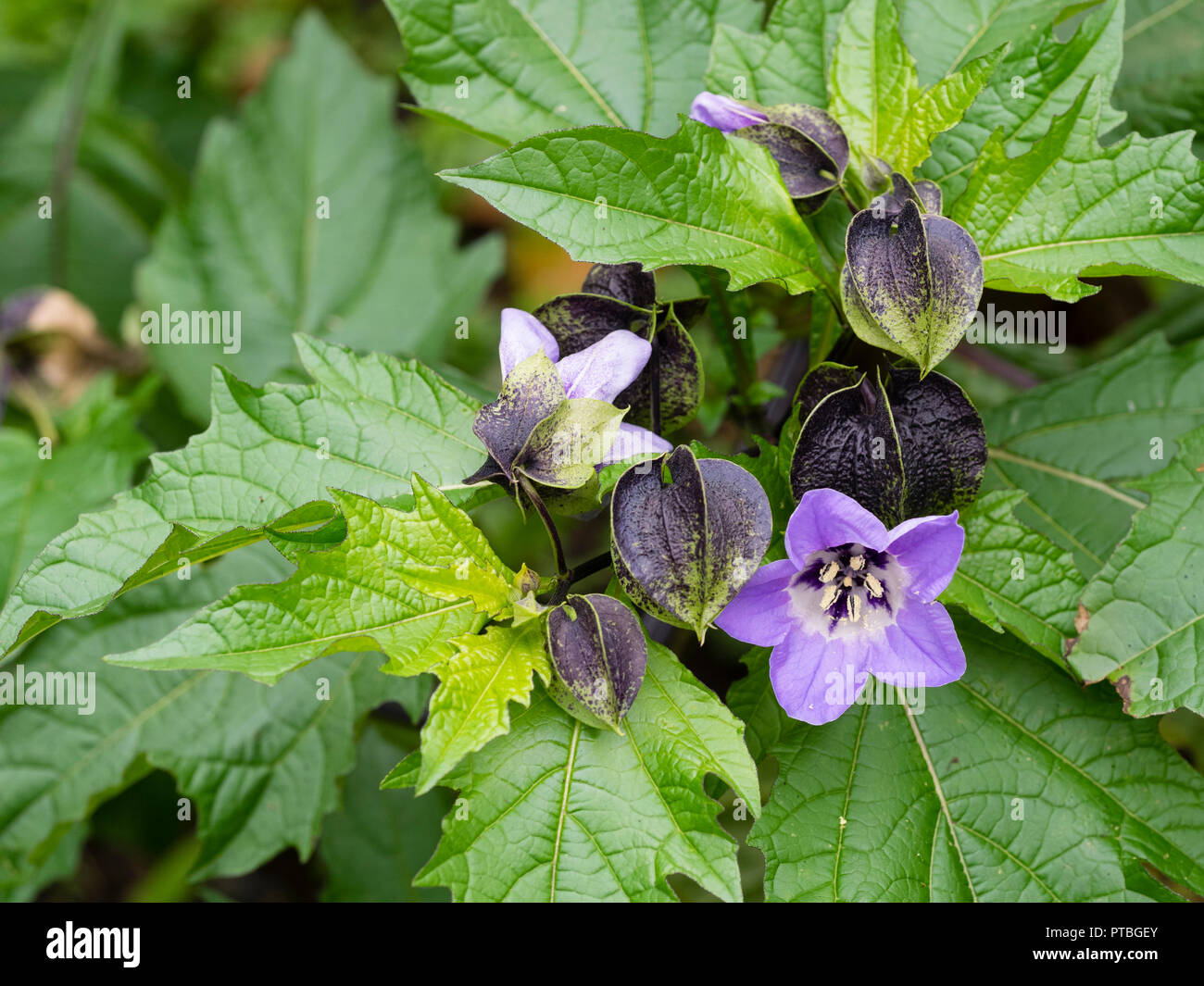 Inflated dark buds and blue flower of the hardy annual 'Apple of Peru, Nicandra physalodes Stock Photo