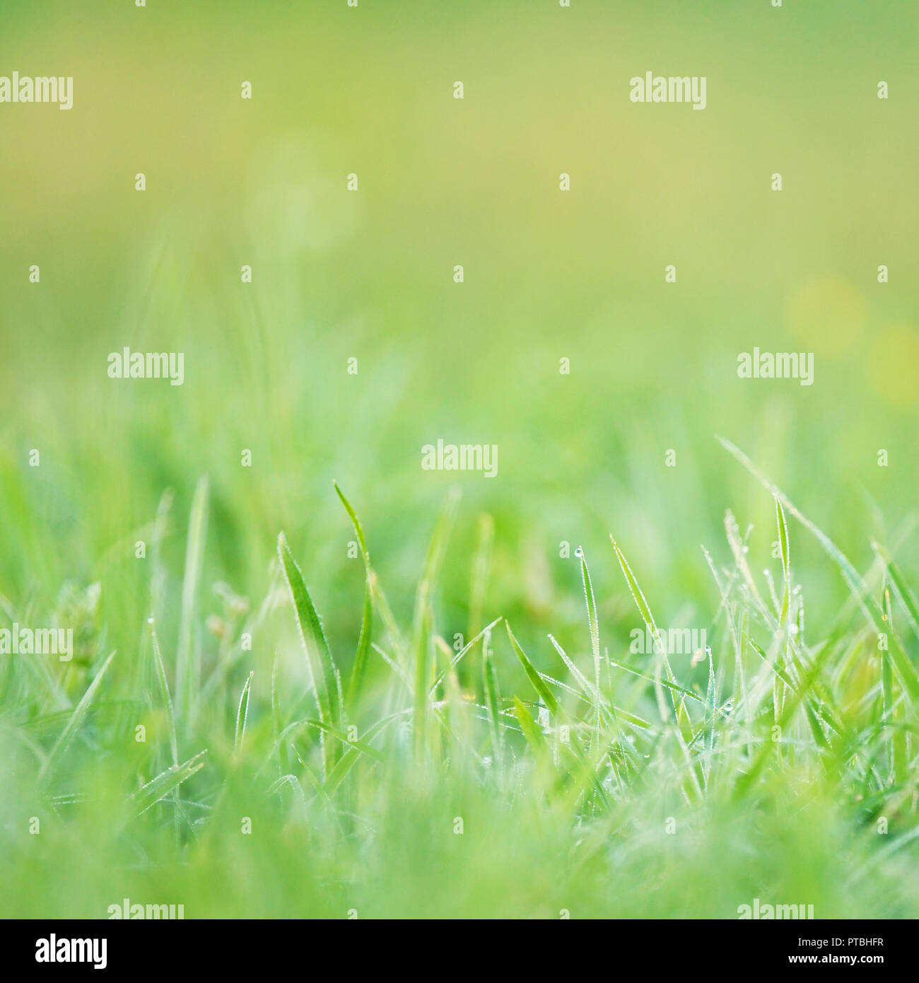 Green grass background Stock Photo - Alamy