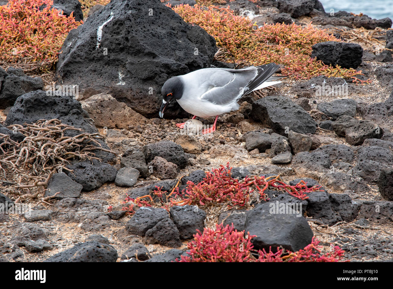 Swallow-tailed gull (Creagrus furcatus) with egg in Galapagos Islands, Ecuador Stock Photo