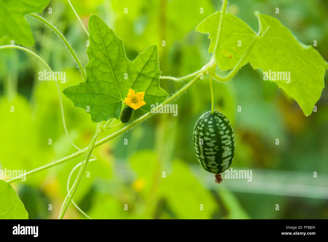 Tiny green cucamelons (melothriascabra) growing on vines with tiny yellow flowers in summer. Stock Photo
