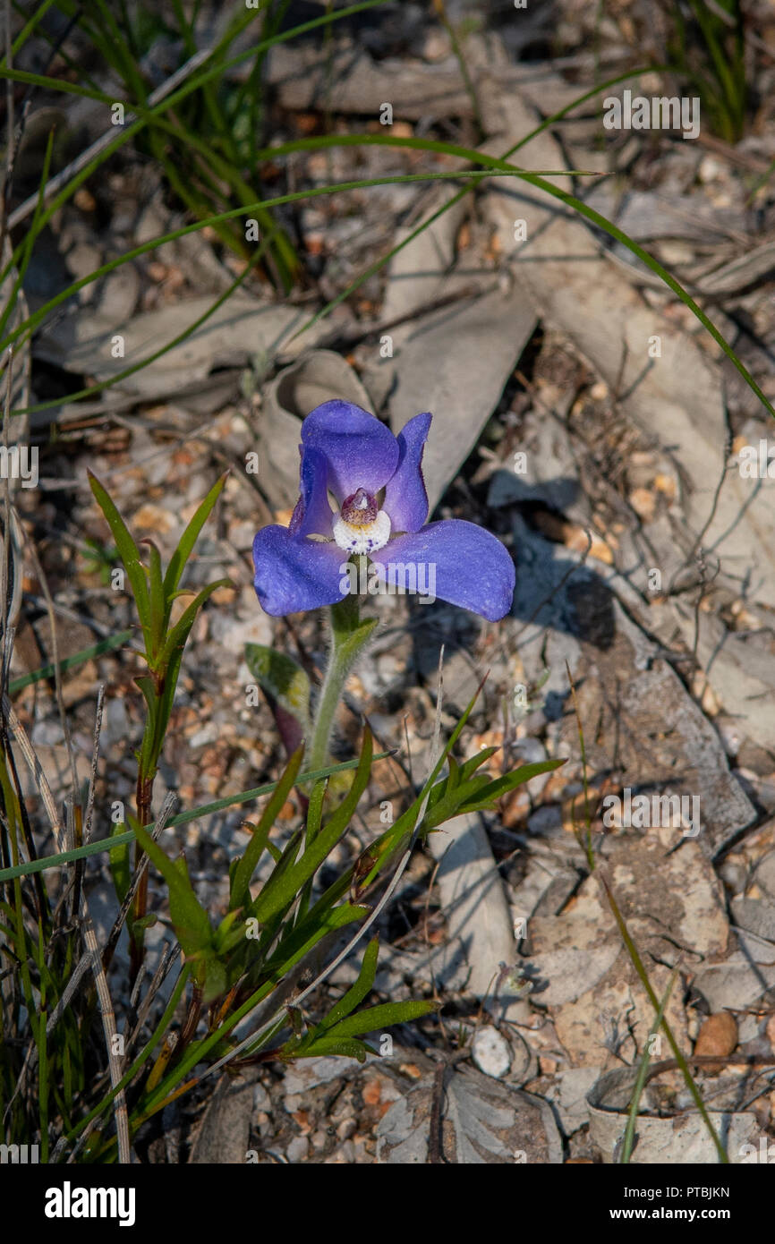 Cyanicula gemmata, Dark Blue China Orchid Stock Photo