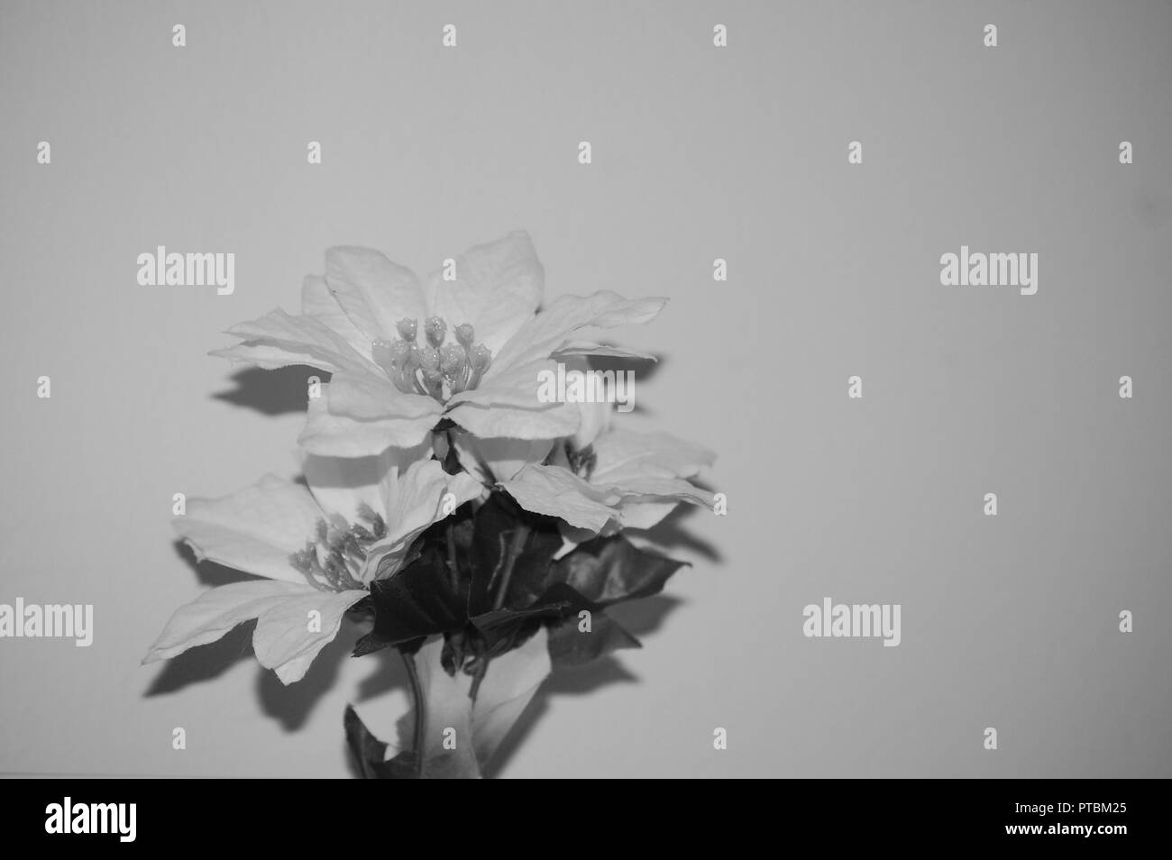 Billboard flowers hires stock photography and images Alamy