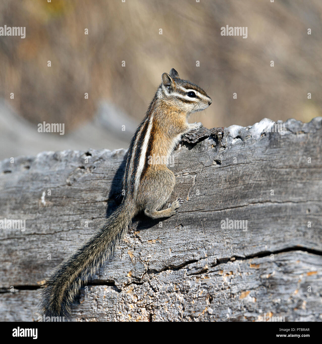 A small chipmunk hangs on the side of an old fallen log at turnbull wildlife refuge in Cheney, Washington. Stock Photo