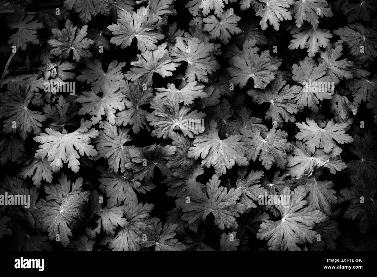 Beautiful black and white photographs of nature up close Stock Photo