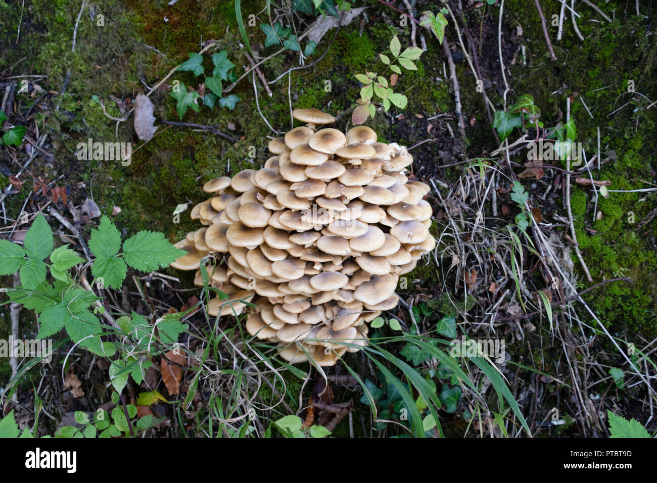A batch of fungus feeds on rotting tree roots Stock Photo - Alamy