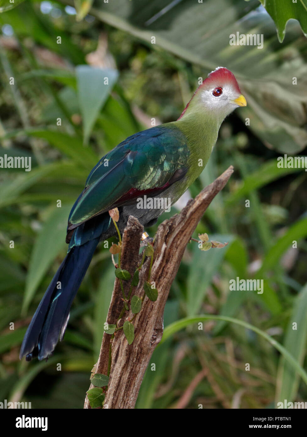 All images                               Fischer's Turaco (tauraco fischeri) Stock Photo