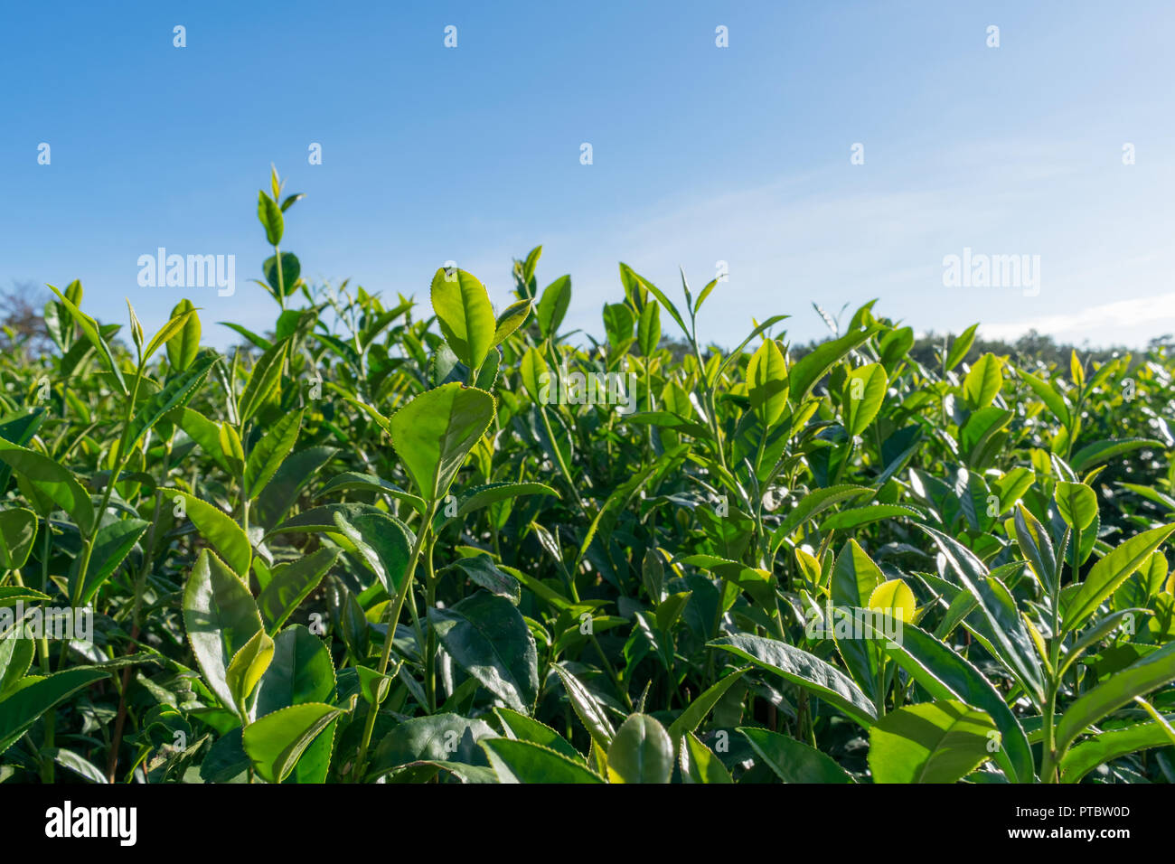 Unique background with fresh green tea leaves, tea hill, lonely tree and blue sky. Picture use for tea production, advertising, design, marketing, pac Stock Photo