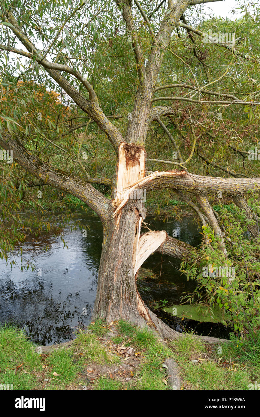 Split tree branches hi-res stock photography and images - Alamy