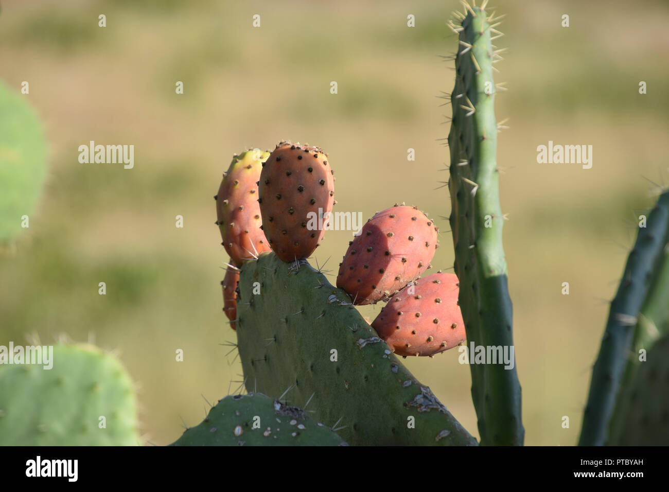 macro shot of ripe prickly pears on cactus, exotic impressions in