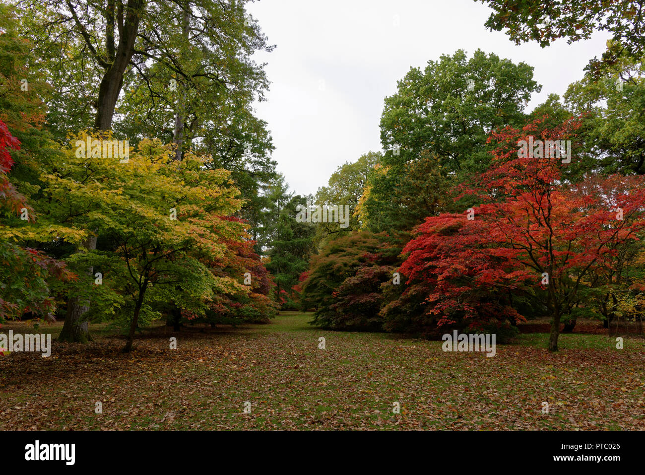 Autumn (Fall) colours at Westonbirt arboretum in the Cotswolds an area of outstanding natural beauty in the South Western part of the United Kingdom Stock Photo