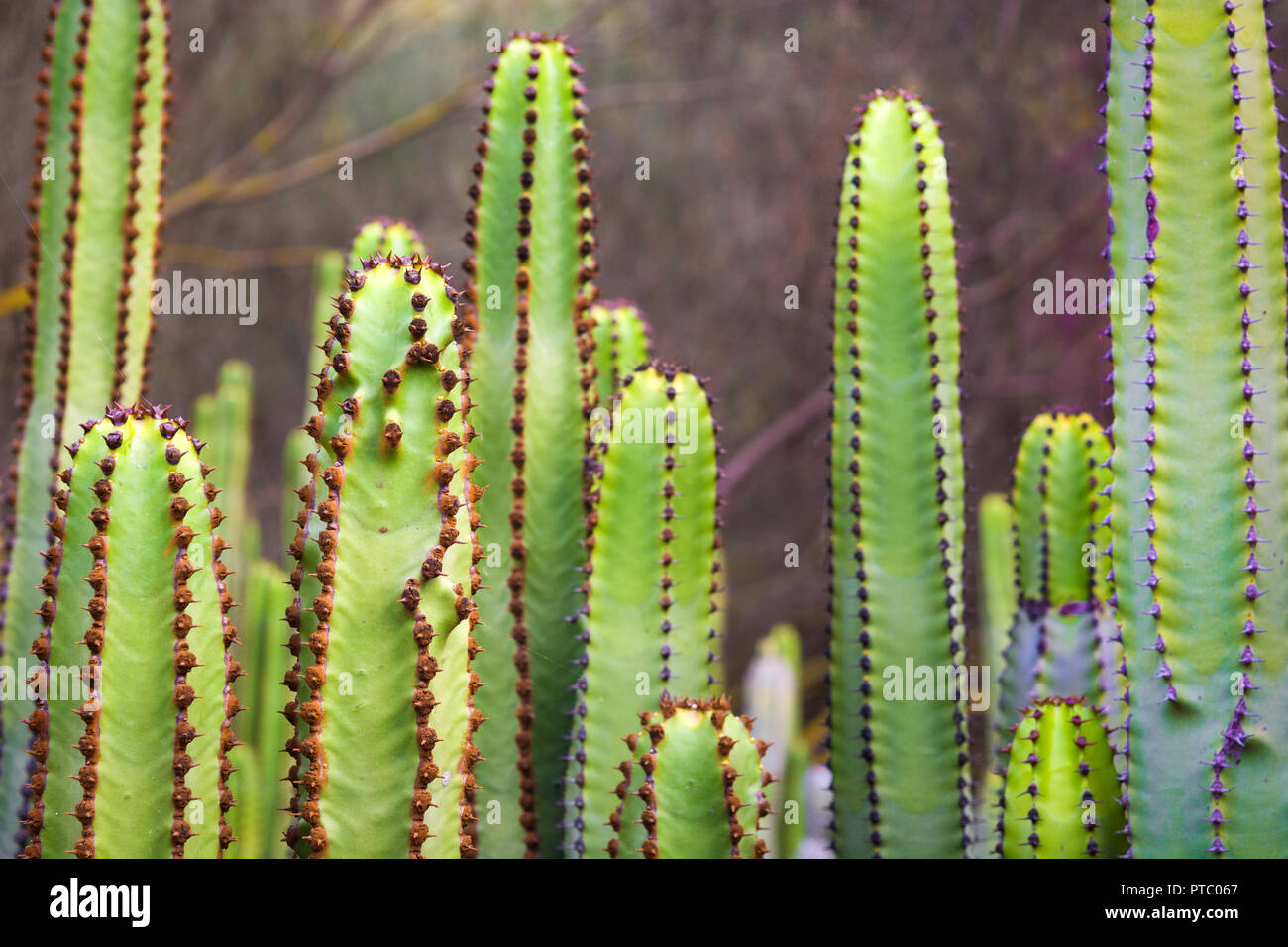 Euphorbia canariensis. Canary Island cactus. Stock Photo