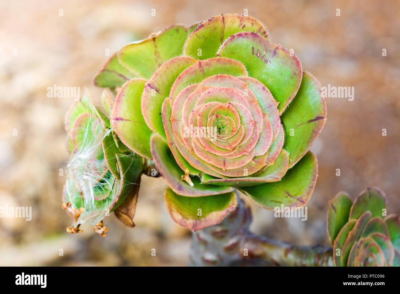 Aeonium holochrysum. Canary Island plant. Stock Photo