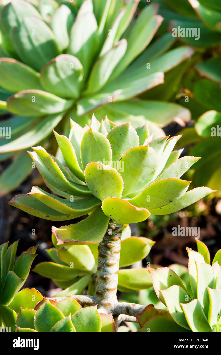 Aeonium valveldense in the garden Stock Photo