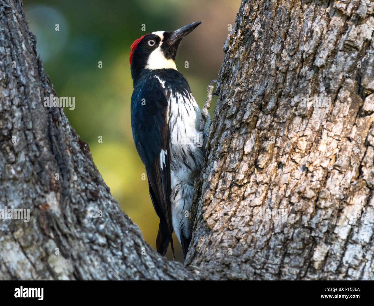 Acorn Woodpecker in an Oak Tree Stock Photo Alamy