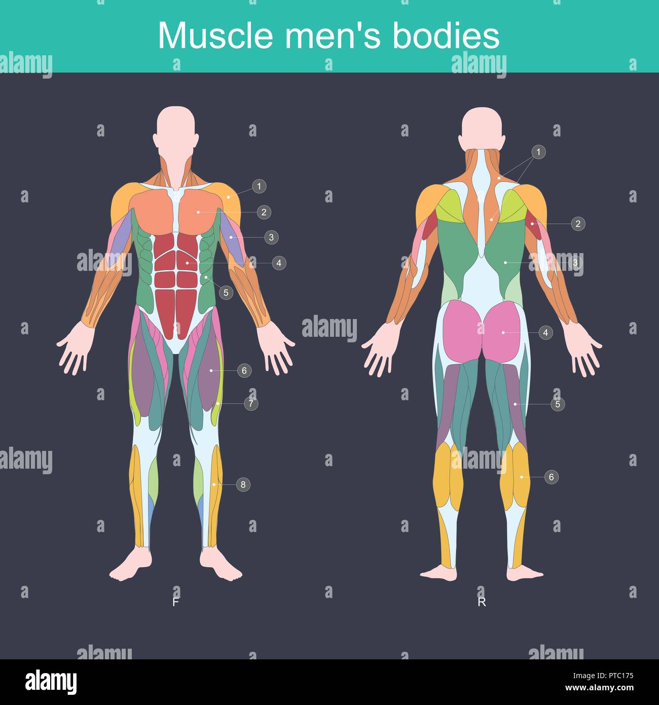 Muscle is the part of the body that exerts, And control the movement of the internal organs. Illustration front and back side. Stock Vector
