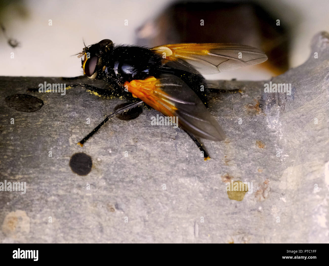 dung fly Stock Photo