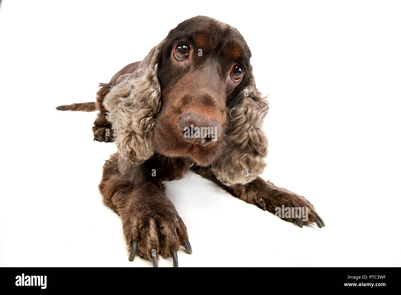 Angle Cocker Wide angle shot of an adorable English Cocker Spaniel lying on white ...