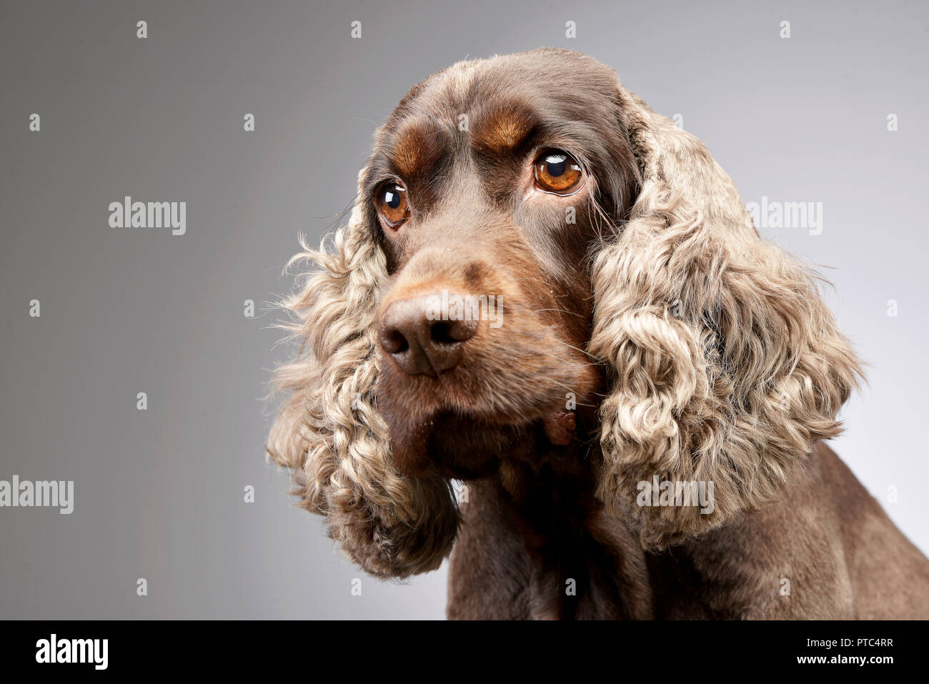 grey cocker spaniel