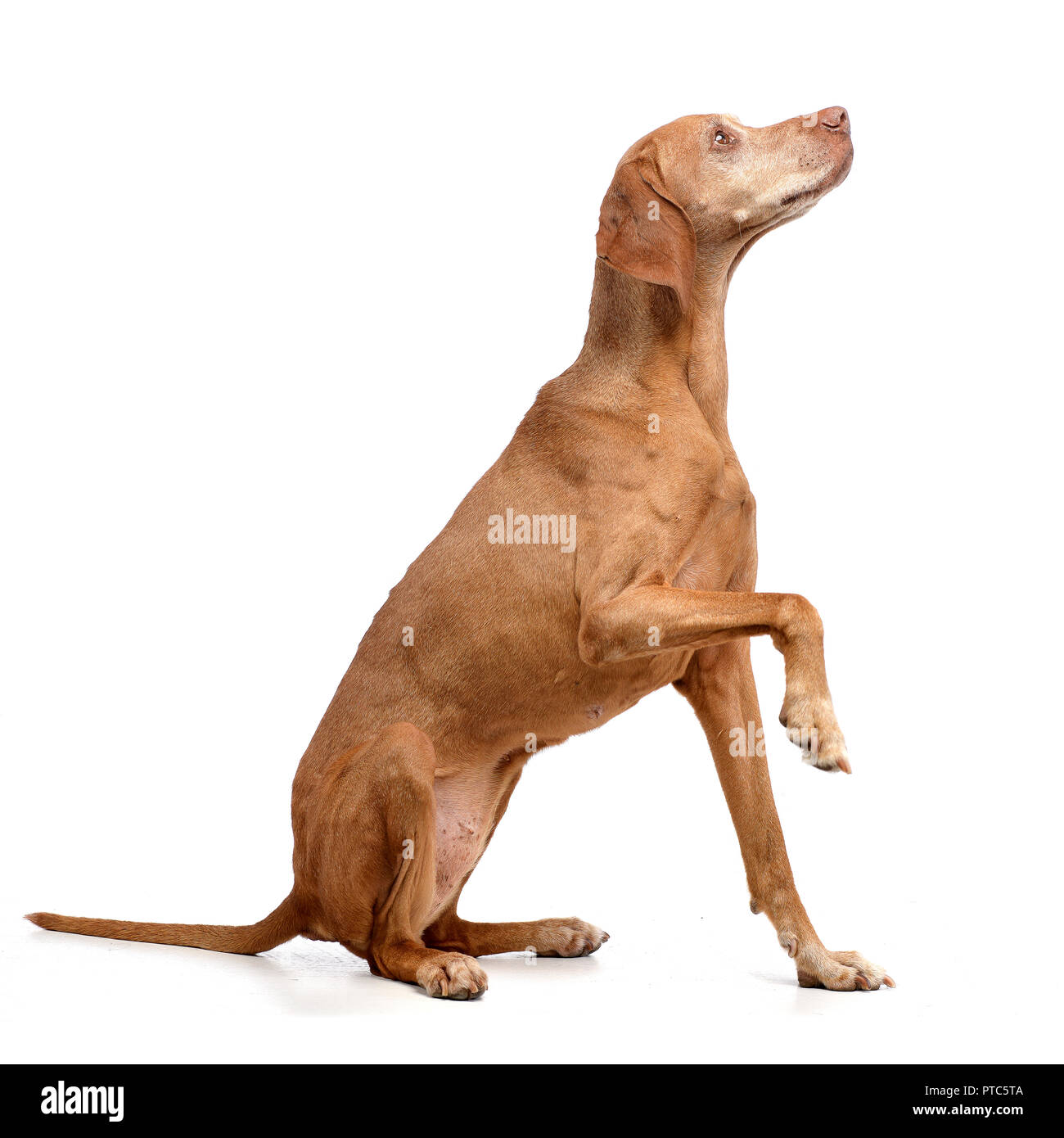 Why Does My Dog Lift His Back Leg When He Walks