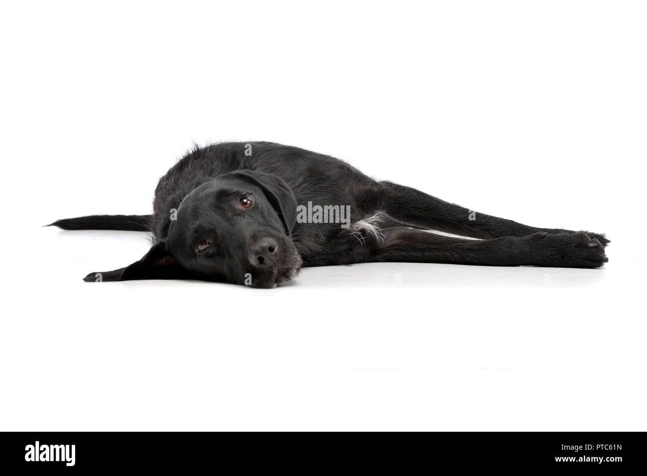 Studio shot of an adorable mixed breed dog lying on white background ...